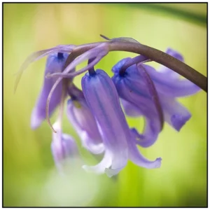 'Bluebell Delight' David Ruaux Original Photo
