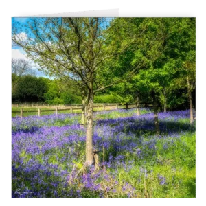 'Bluebell Fields, Rivington' David Ruaux Artcard Photo copy