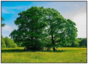 'Buttercup Fields Rivington' David Ruaux Original Photo