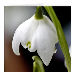 'Dew Kissed Snowdrop' David Ruaux Artcard Photo copy