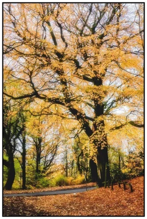 'Gilsbrook Looking To Rivington Lane' David Ruaux Original Photo