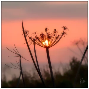 'Good Morning Sun' David Ruaux Original Photo