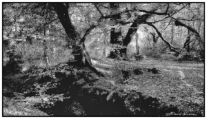 'Rivington Hall Brook' David Ruaux Original Photo