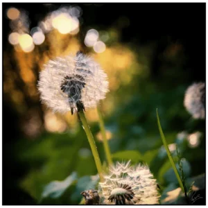 'Seeds of Time' David Ruaux Original Photo
