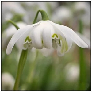 'Snowdrop - Pure and Simple' David Ruaux original Photo