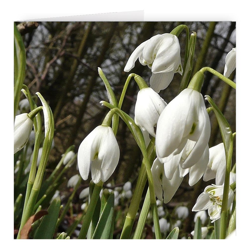 'Snowdrops, Fair Maids of February' David Ruaux Artcard Photo copy