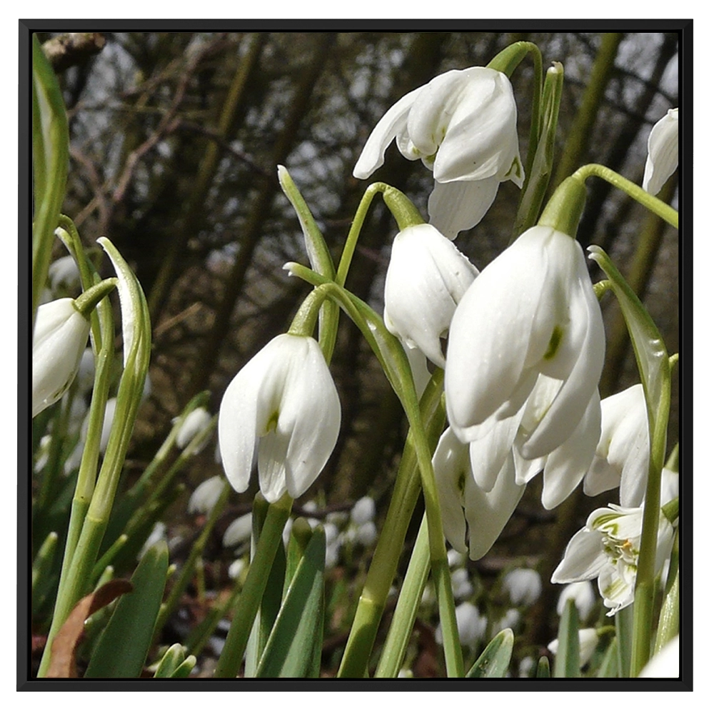 'Snowdrops, Fair Maids of February' David Ruaux Framed Black Canvas Photo