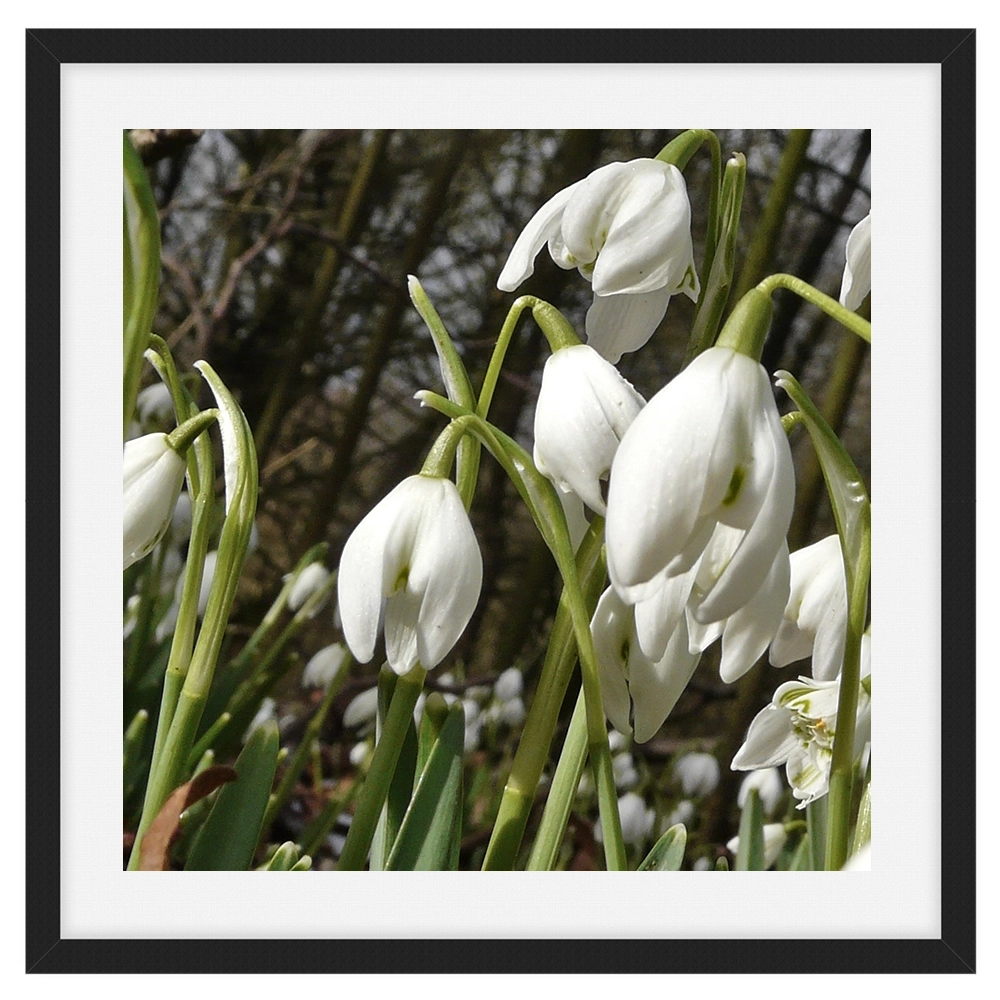 'Snowdrops, Fair Maids of February' David Ruaux Framed and Mounted Photo