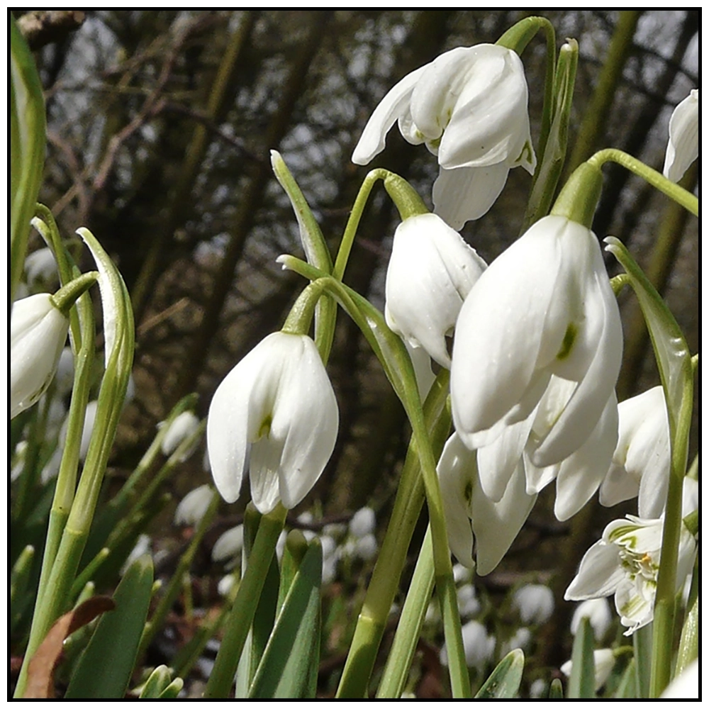 'Snowdrops, Fair Maids of February' David Ruaux Original Photo