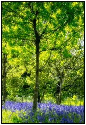 'Spring - Bluebell Woods, Rivington' David Ruaux Original Photo