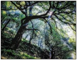 'Woodland Dream' David Ruaux Original Photo