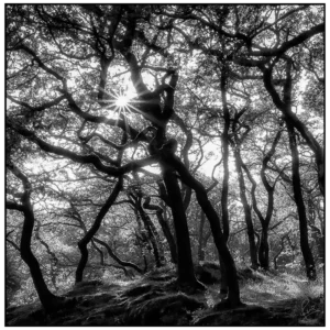 'Woodland Walk Ingleton Waterfalls Trail' David Ruaux originalPhoto