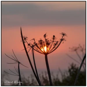 'Good Morning Sun' David Ruaux