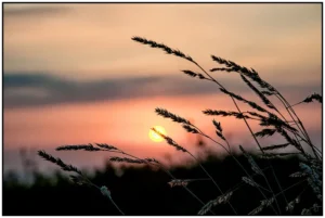 'Blowing in the Wind', David Ruaux.