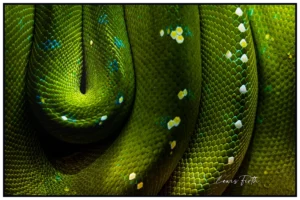 'Iridescence', Lewis Firth.