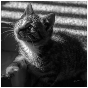 'Love this cat', David Ruaux
